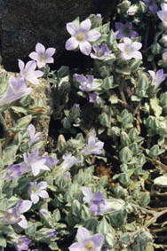 Campanula rupestris